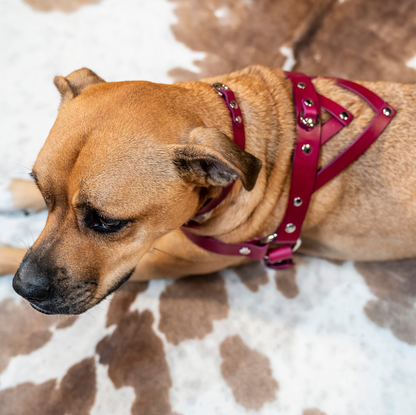 Puppy Play Harness (For Actual Dogs)