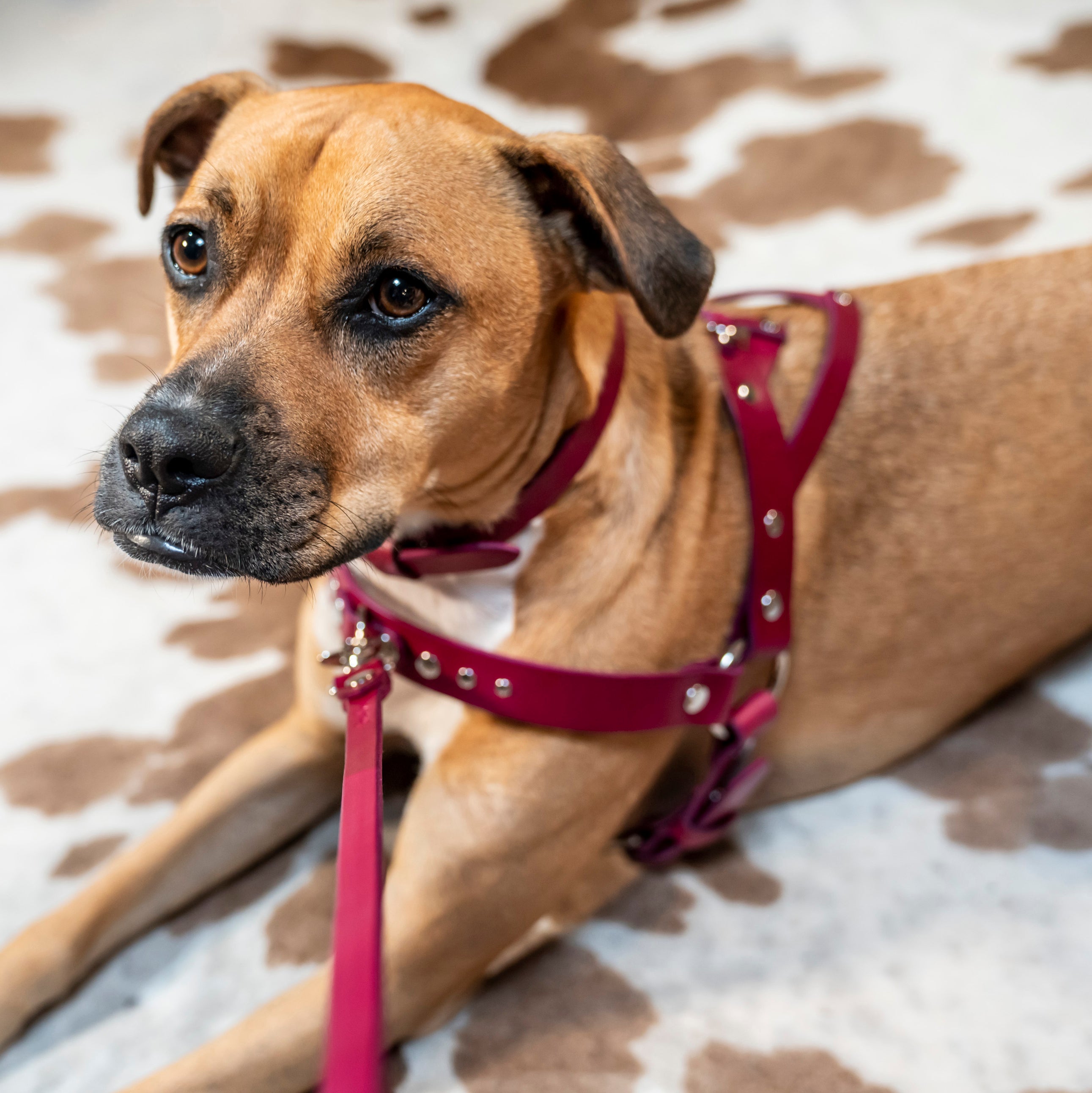 Puppy Play Harness For Actual Dogs